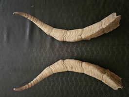 Paire de cornes de chèvre sauvage des montagnes espagnol