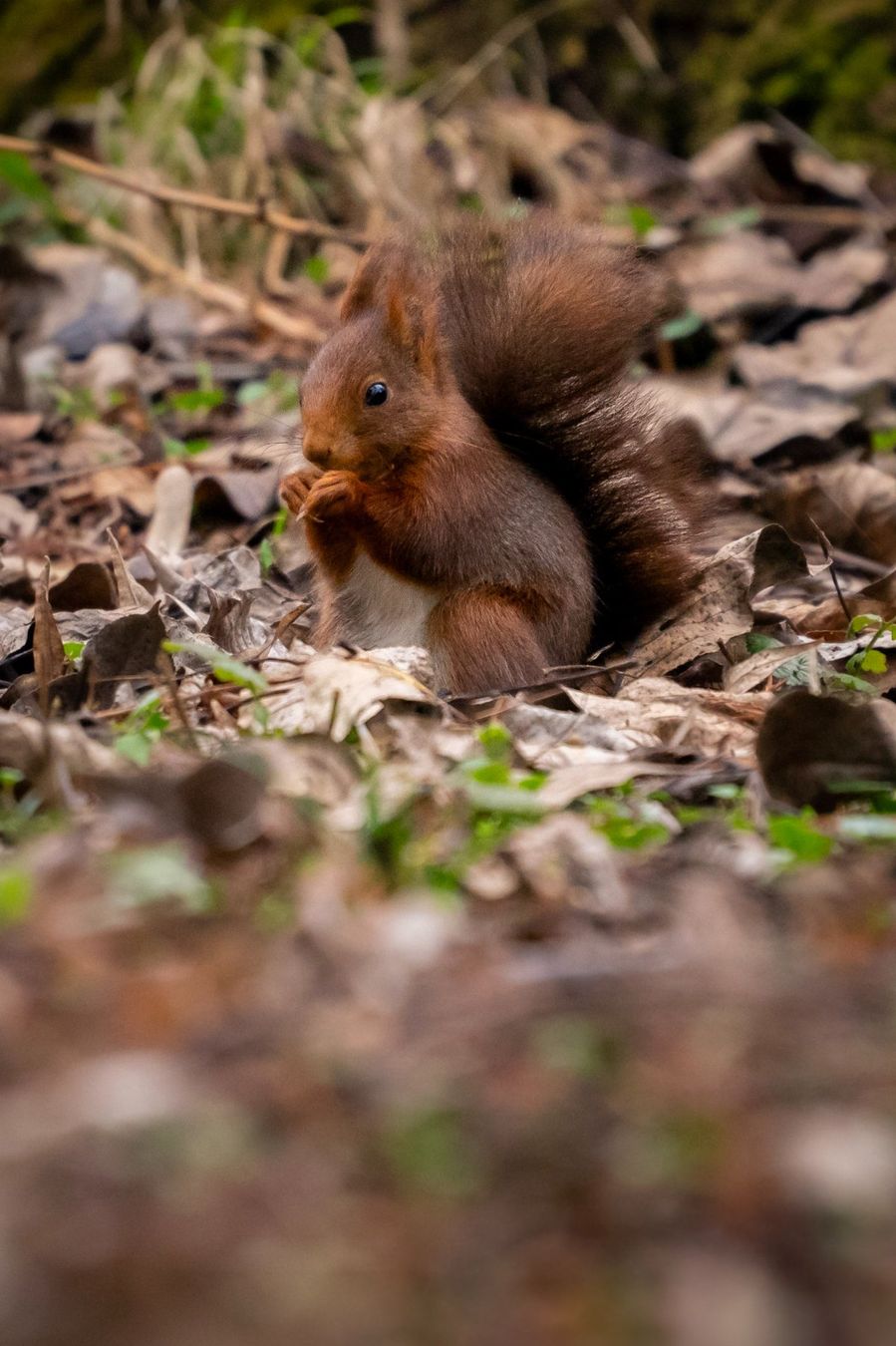 Sony Fotocamera: Sony A7 II + Sigma 100-400mm - Kit complet – Usato da Genève venduto da UneGenevoiseVintage 8