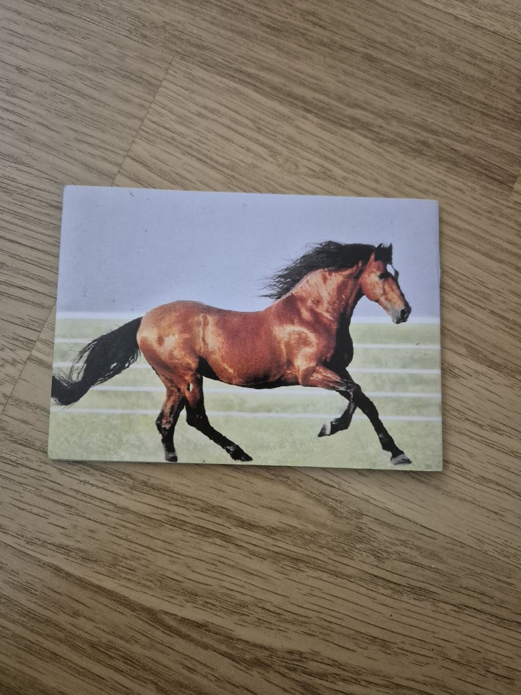 Album: My Sticker Album Pferde – Usato da Langenthal venduto da Polarisstern 1