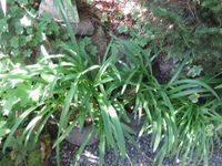 Agabanthus