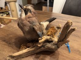 Eichelhäher Präparat