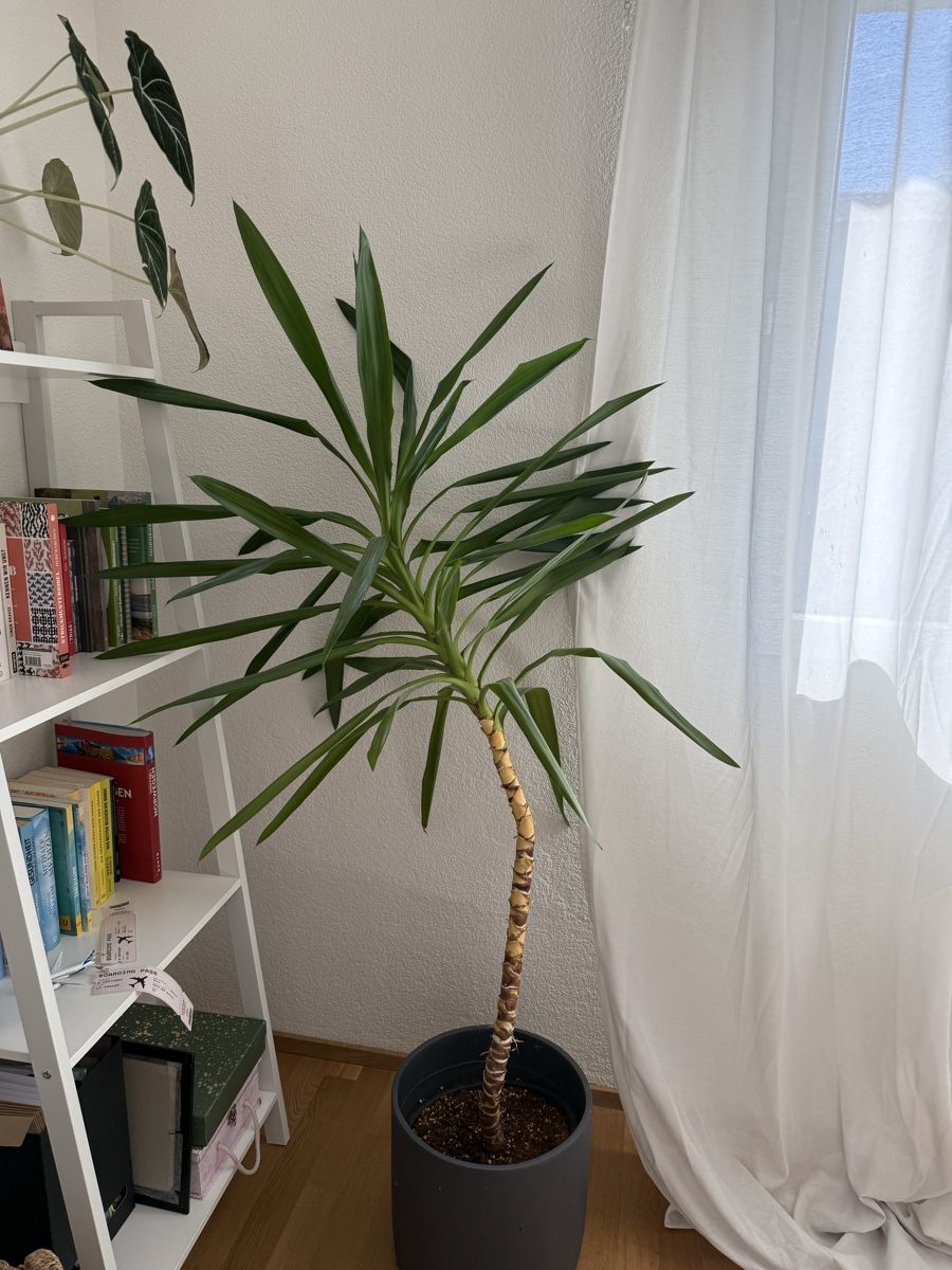Piante & sementi: Yucca Palme – Usato da Mörschwil venduto da Seegurke18