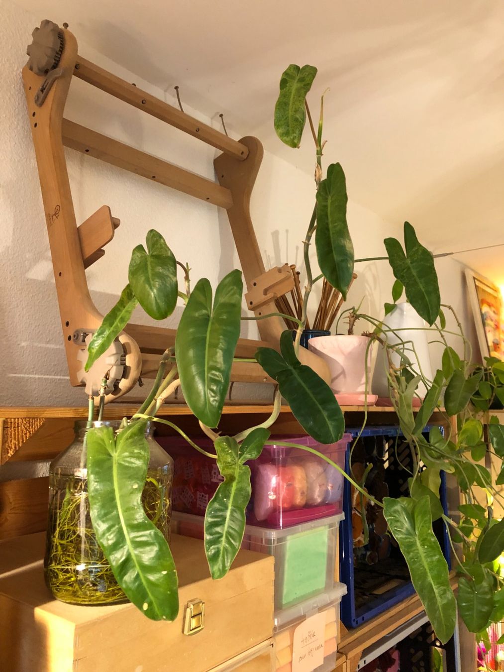 3 Stecklinge PHILODENDRON PARAISO VERDE (Gebraucht) in Zrich fr CHF 26   nur Abholung auf Ricardo kaufen