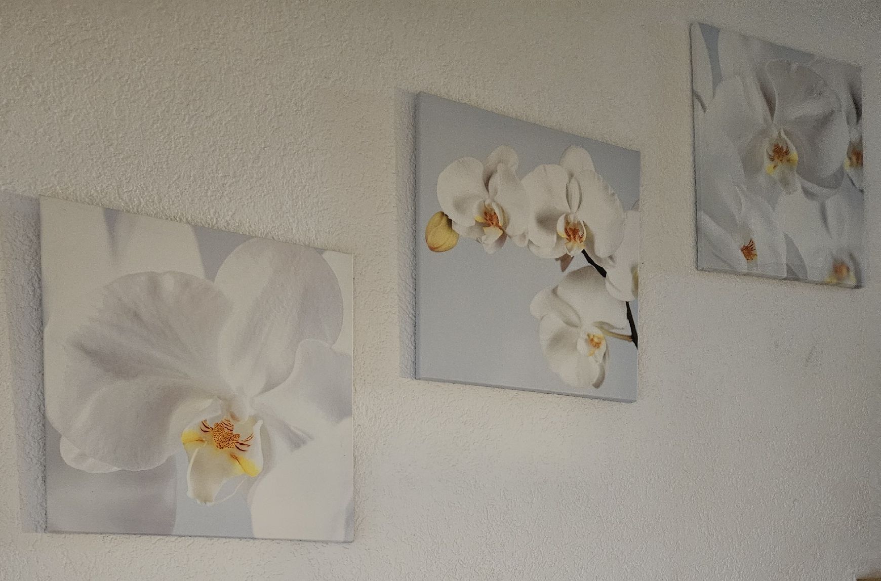 Foto & Immagini: 3 Orchideen-Leinwände - Spendenaktion – Usato da Unterkulm venduto da Beljasch
