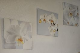 3 Orchideen-Leinwände - Spendenaktion