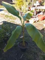 Jap. Faserbanane - Musa basjoo - 1 Pflanze