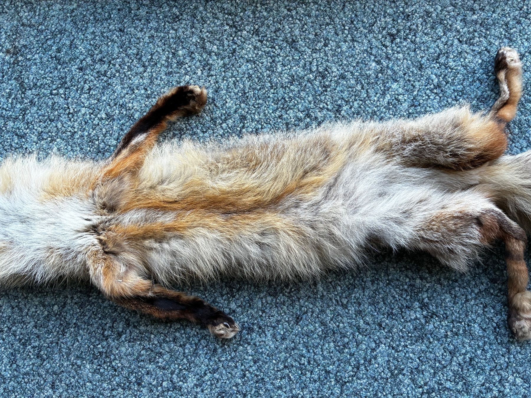 Monde des animaux: Rotfuchs Fell..125cm..ganzes Tier.. – D'occasion à Weiach par godsavethequeen 5