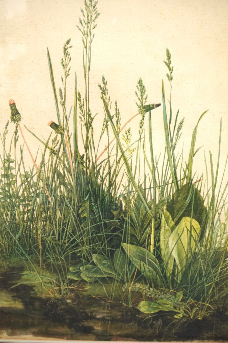 Grafiken & Lithographien: Hübsche Lithographie Löwenzahn & Wildkräuter MA357 – Gebraucht aus Basel von B.W.B. 5