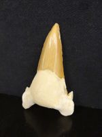 Versteinerter Fisch Fossil HAIFISCH HAIFISCHZAHN MAROKKO 7cm