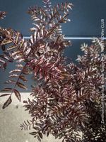 Zanthoxylum Piperitum 'Diable Rouge' - Japanischer Pfeffer