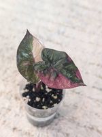 Alocasia Yucatan Princess Pink Variegata