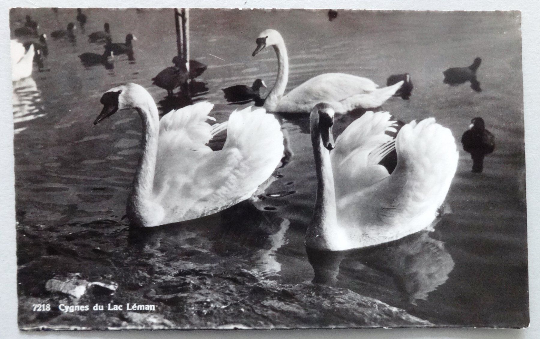 Cartoline postali: Cygnes du Lac Léman – Usato da Fétigny venduto da Billy2miny