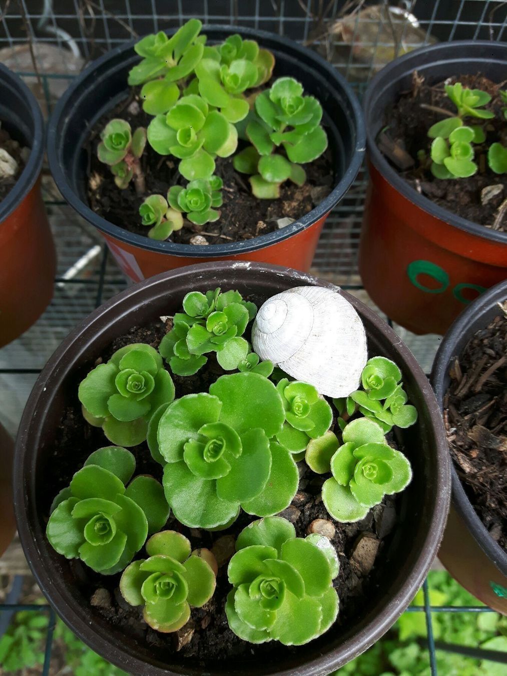 Piante & sementi: Rosen mauerpfeffer sedum – Nuovo e nell'imballaggio originale da Ibach venduto da chaemilochhobbygarte 1