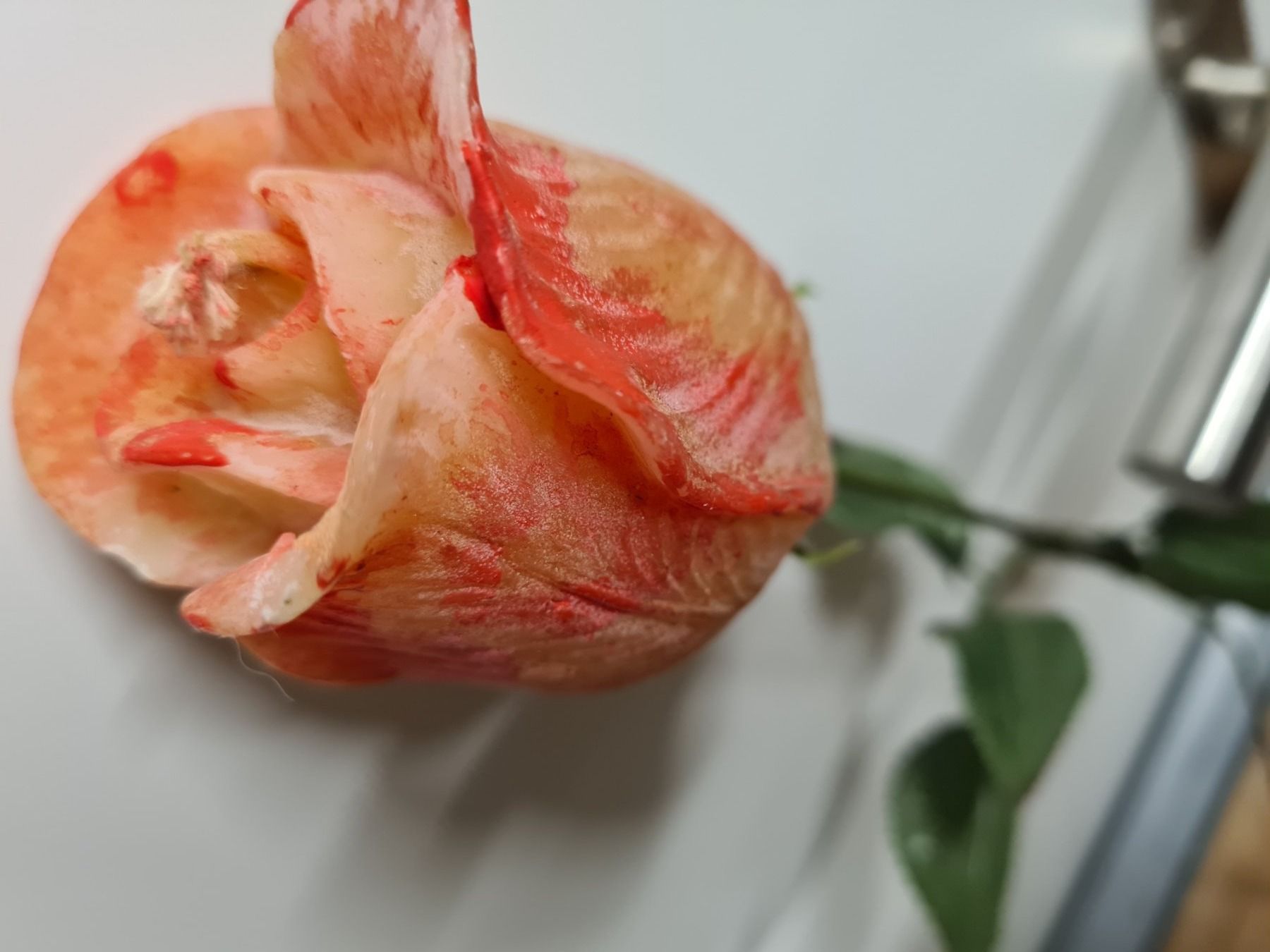 Candele: KERZEN- Langstiel Rose – Nuovo (secondo la descrizione) da Amriswil venduto da used2use 3