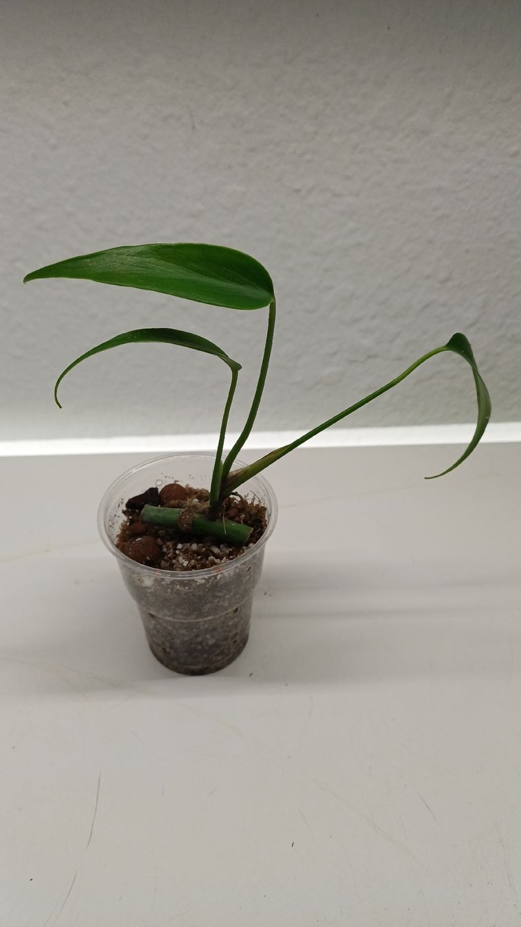 Piante & sementi: Monstera.....and more...Mini Jungle – Usato da Bern venduto da uwi_8t7x 2