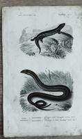 Gravure ancienne reptiles, illustration scientifique