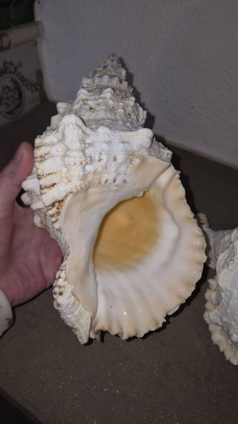 Alle Dekorationen: 3 Riesenmuscheln  – Neu (gemäss Beschreibung) aus Kölliken von MissesBossTop1 1