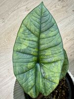 Alocasia Platinum Aurea Variegata- Rhizome 💛💚
