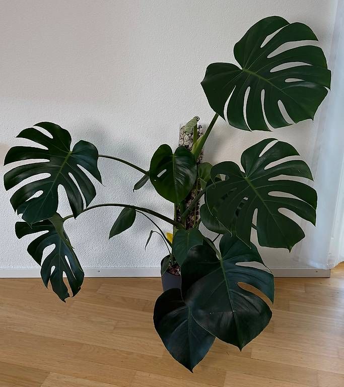 Monstera deliciosa in mineralischem Substrat 1 (Gebraucht) in Aadorf fr  CHF 79  nur Abholung auf Ricardo kaufen