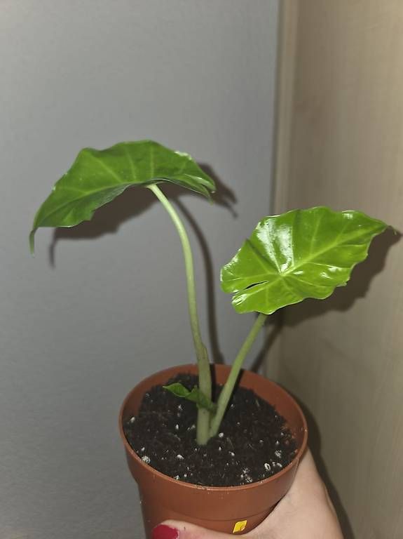 Piante & sementi: Alocasia portodora – Usato da Roggwil BE venduto da pau_wyh8