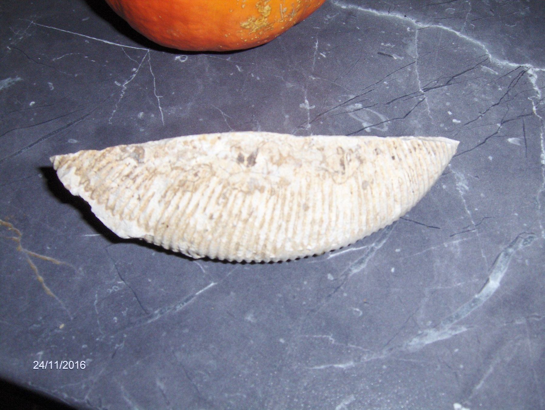 Fossilien: Fossilien Versteinerung  Sammeln Steinzeit – Gebraucht aus Schlattingen von Schmidi50 7