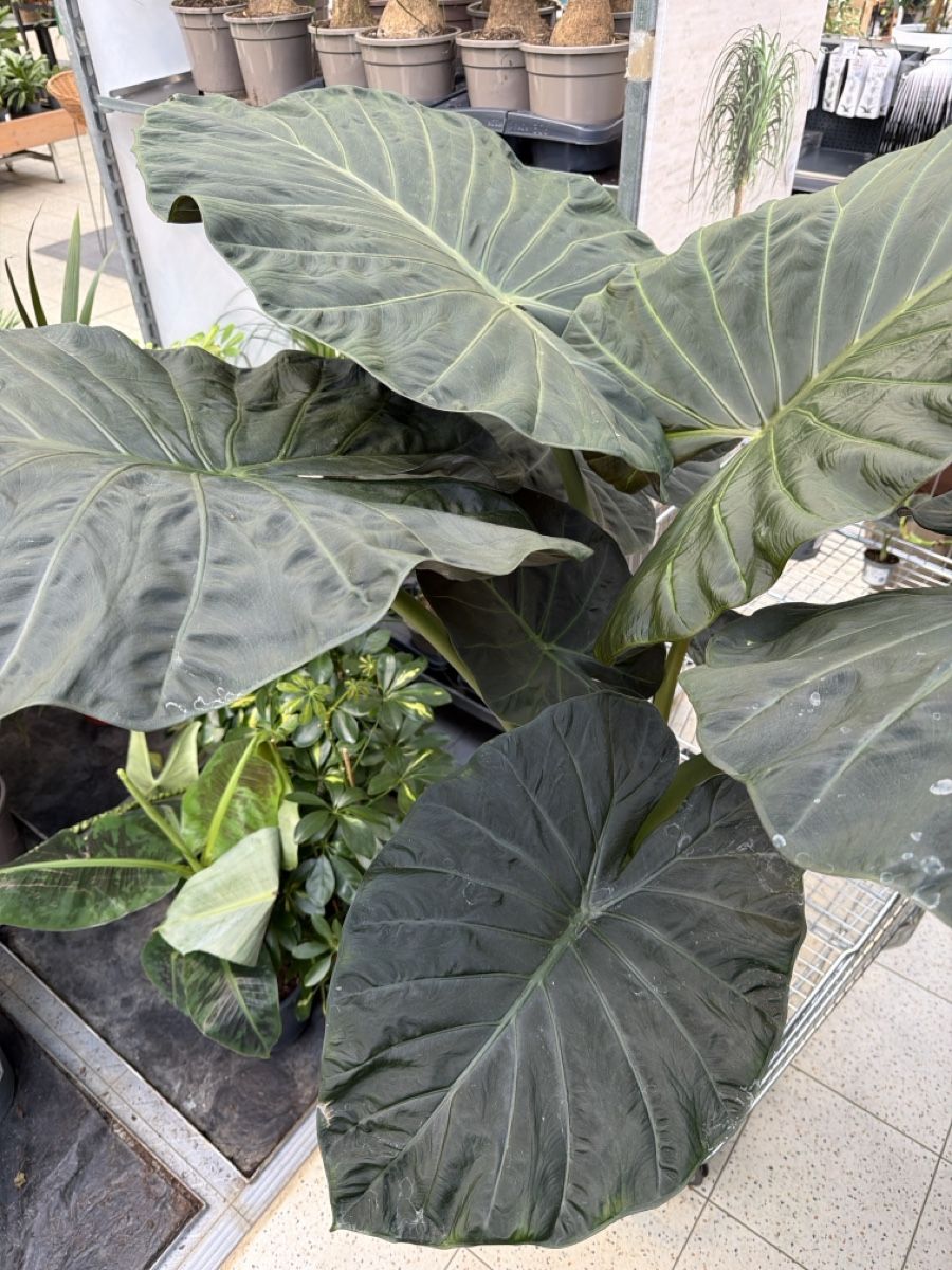 Piante & sementi: Alocasia Regale Shield🌱 – Usato da Menziken venduto da Ines.Coelho 2