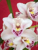 Cymbidium Hybride White Burgundy Tiger Lips