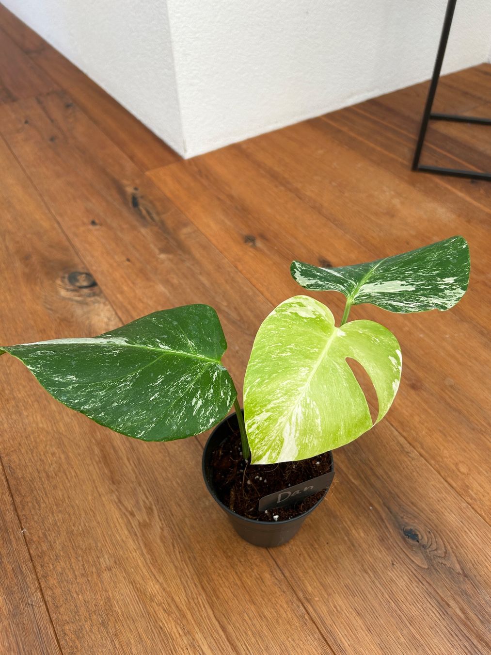 Piante & sementi: Monstera variegata💚 – Usato da Wattwil venduto da Mikesplantshop 1