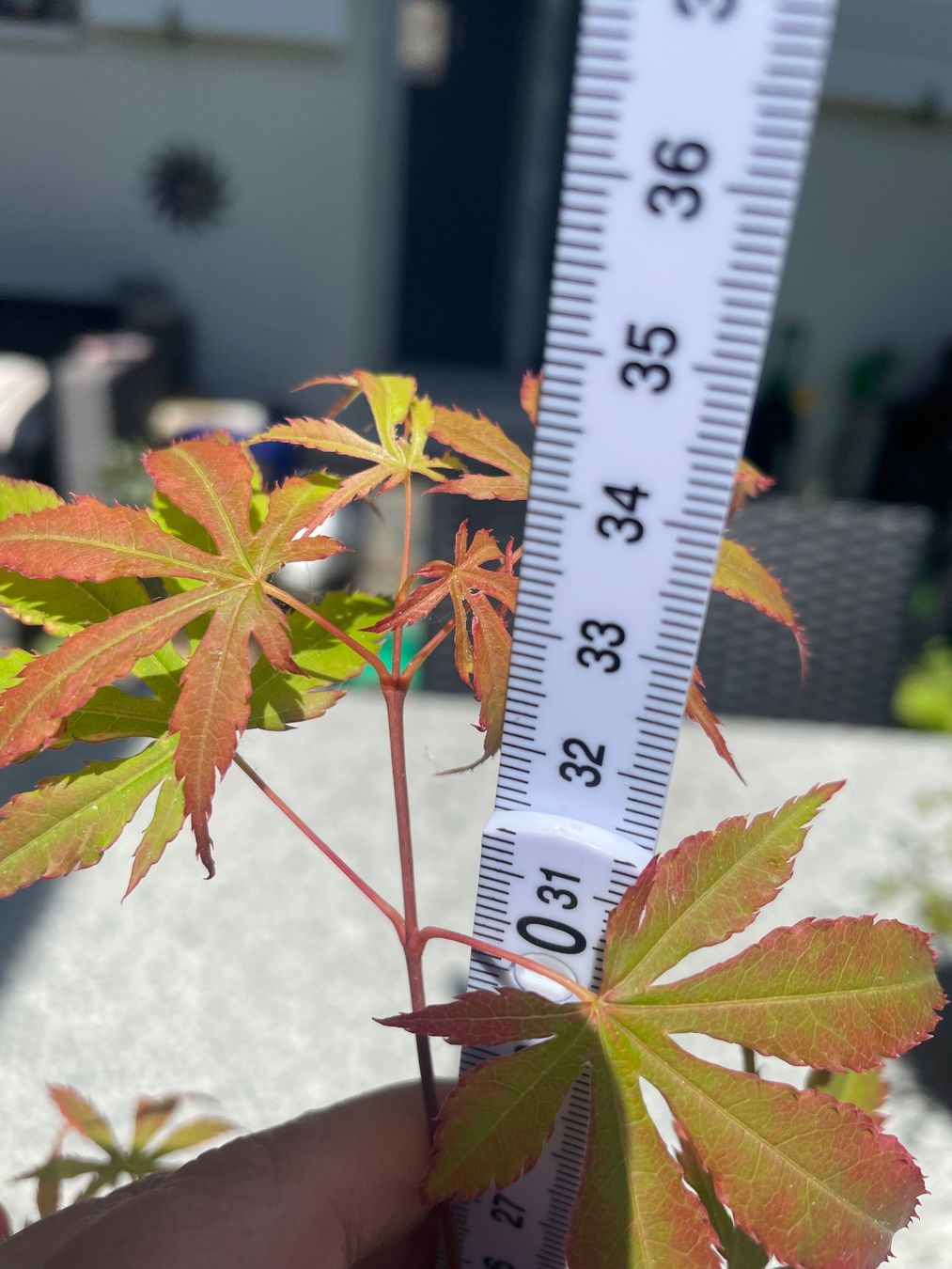 Piante & sementi: Acer Palmatum - Fächer-Ahorn – Nuovo (secondo la descrizione) da Buchs AG venduto da fischli610 4