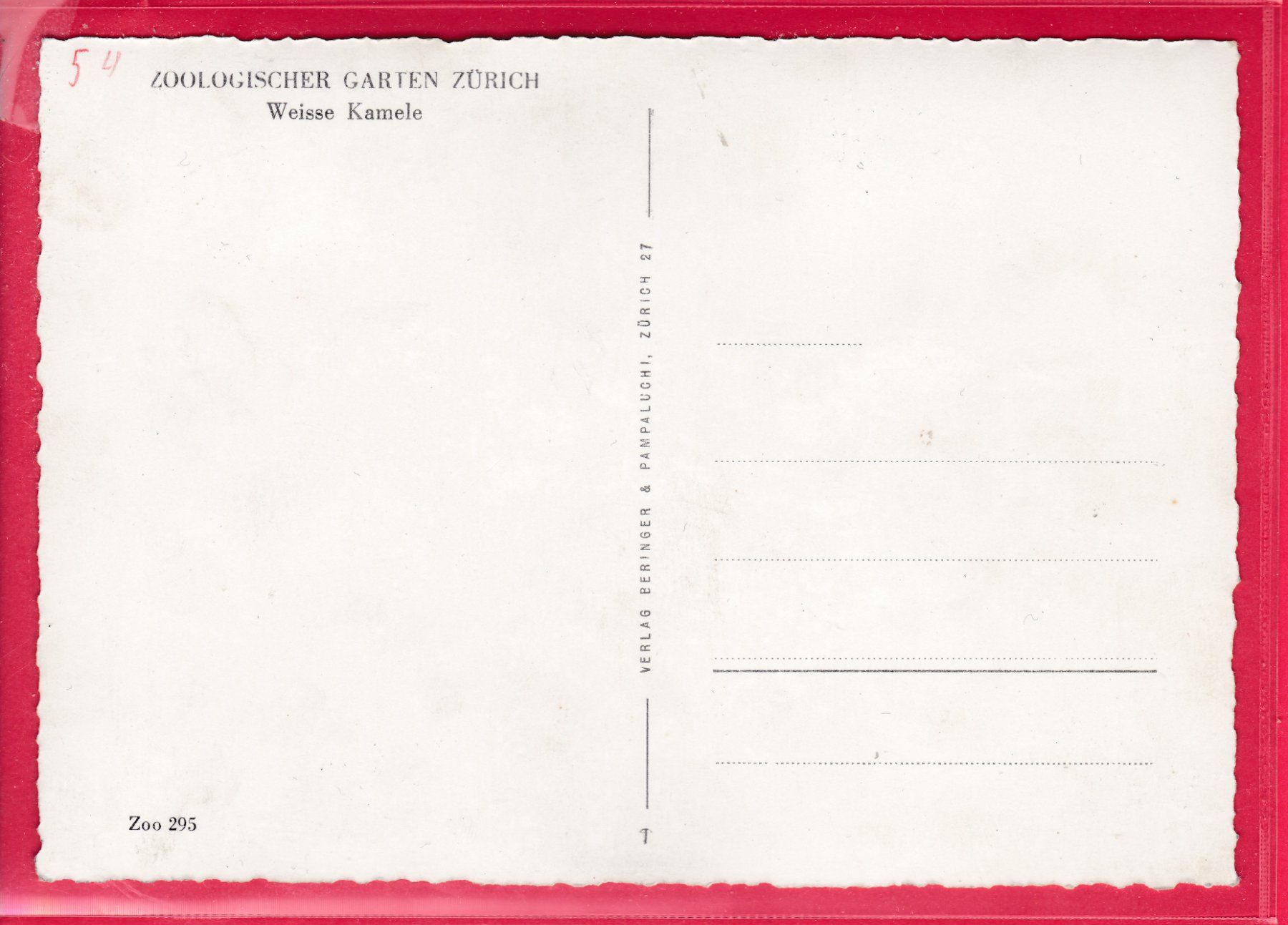 Cartoline postali: ZOO ZÜRICH, WEISSE KAMELE – Usato da Oberrieden venduto da Gebirgsstelze 1