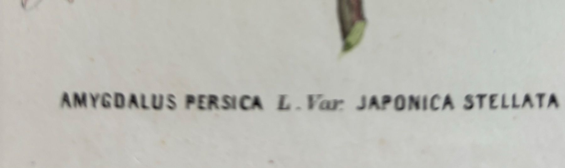 Grafica & Litografie: Lithographie um 1850, Botanik, Pflanzen, Blumen – Usato da Frauenfeld venduto da Merk52 1