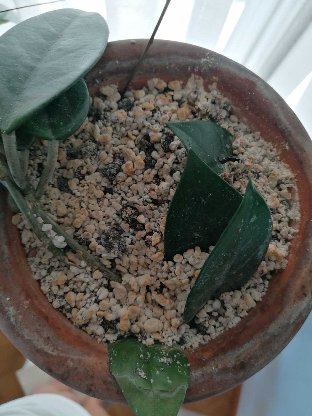 Plantes & graines: Plante Hoya Carnosa +58 cm – Neuf (Voir description) à Le Mont-Pèlerin par dundun1 6