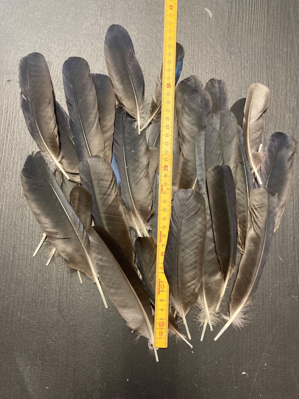 Welt der Tiere: Krähen Federn – Gebraucht aus Grosswangen von arum01 1