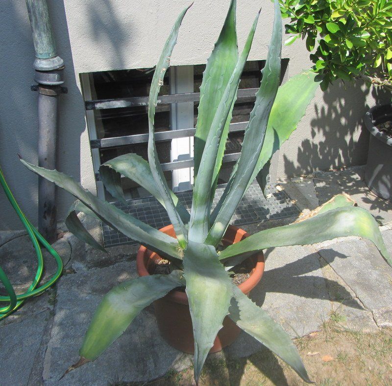 Piante & sementi: Agave 110 cm hoch – Usato da Kreuzlingen venduto da heinrich7h 1