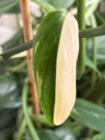 Monstera standleyana (Philodendron-Kobra)