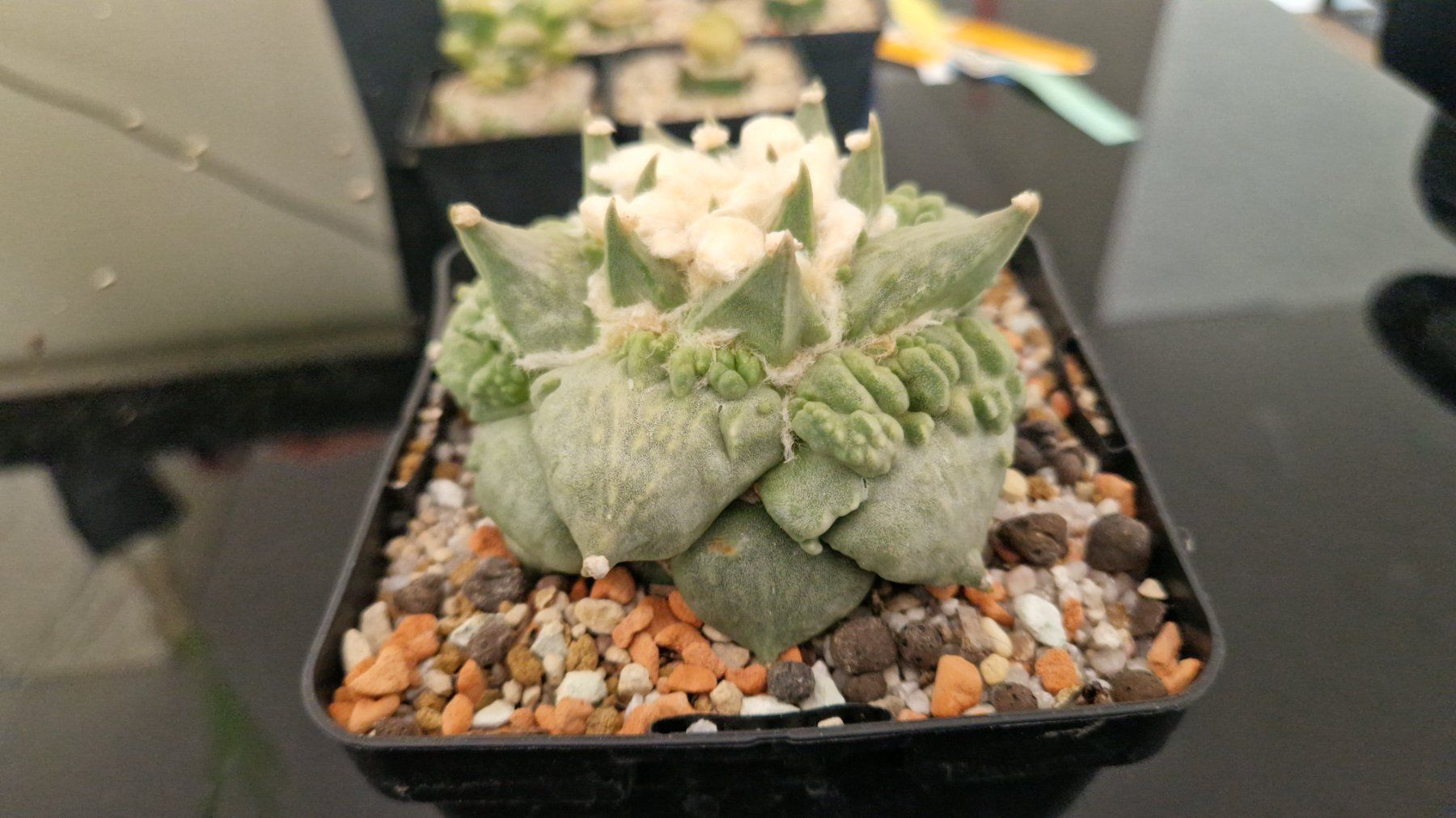 Piante & sementi: Ariocarpus Retusus cv. Cauliflower – Usato da Zürich venduto da LophiMaster 2