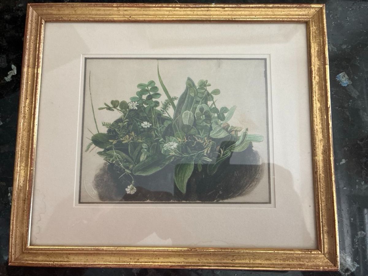 Foto & Immagini: Antikes Blumenbild von Albrecht Dürer – Usato da Urtenen-Schönbühl venduto da Caravaggio5