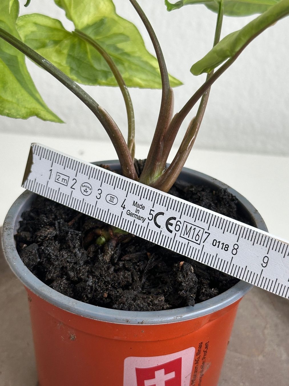 Piante & sementi: Syngonium Three Kings #2 – Usato da Zürich venduto da ong8 4