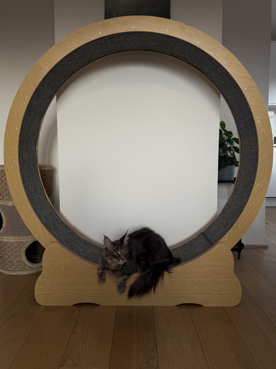 Katzenbaum - Kratzbaum: Katzenlaufrad – Gebraucht aus Oberentfelden von mpg_yq6t 1