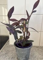 Tradescantia Pallida propagation