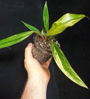 🔥PHILODENDRON CARAMEL MARBLE MEDIUM VARIEGATION FROM 1.-!🔥