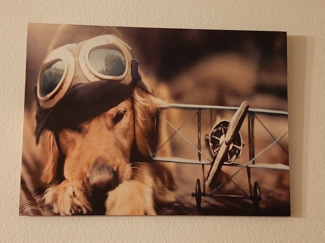 Foto & Immagini: Pilot Hund mit Propellerflugzeug LEDBild – Nuovo e nell'imballaggio originale da Kilchberg ZH venduto da ruedi34
