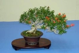 GRENADIER NAIN ! SUPERBE BONSAI !  (pré-bonsai)