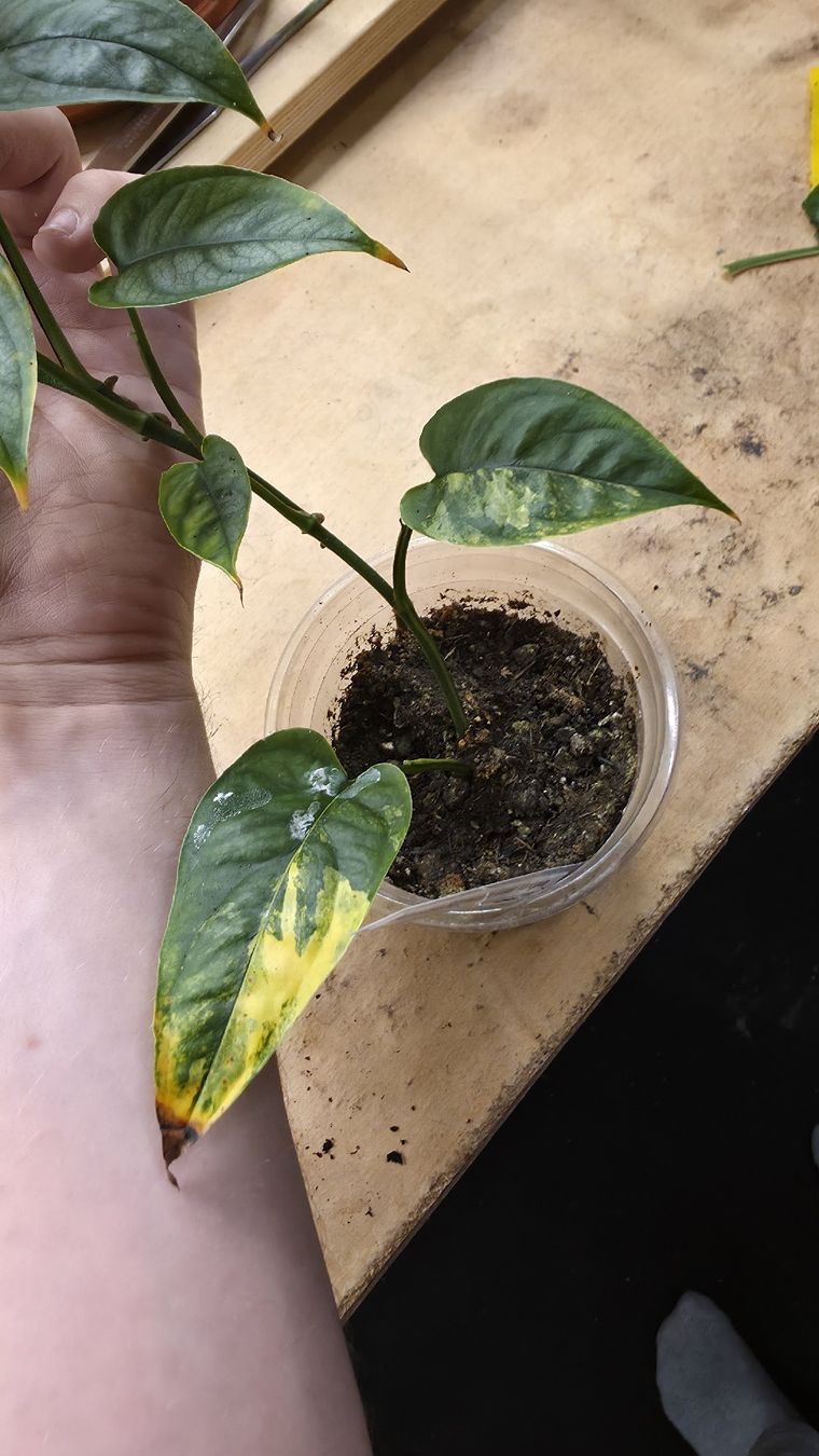Piante & sementi: Monstera Siltepecana "gène Aurea Variegata" – Nuovo (secondo la descrizione) da Neyruz FR venduto da bry_2dg9