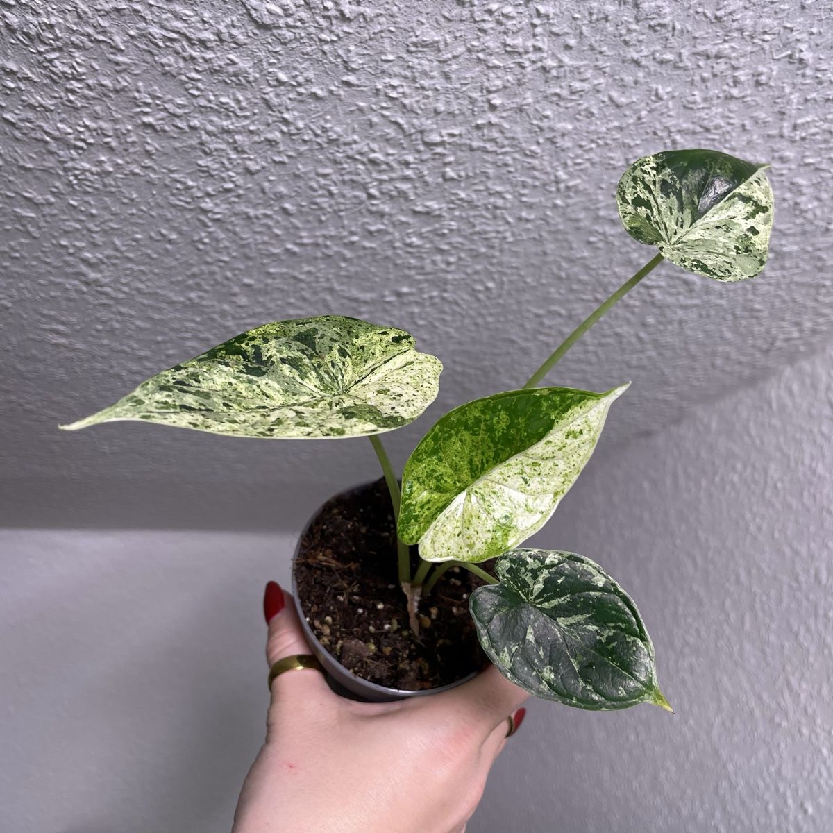 Piante & sementi: Alocasia Dragon Scale Mint variegata – Usato da Suhr venduto da Planted.by.two