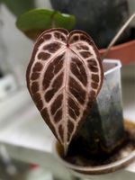 Anthurium Girl Group (by inWild)