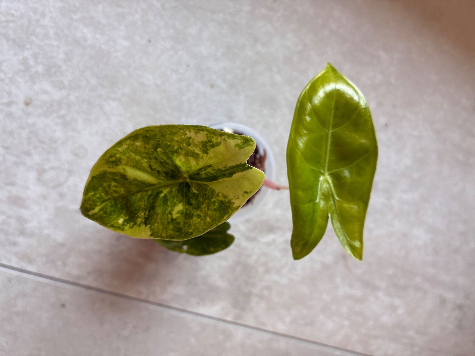 Plantes & graines: Alocasia Pink Dragon Aurea – D'occasion à Alchenflüh par Timmmsen