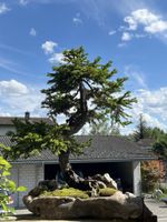 traumhafter fichten(picea) bonsai