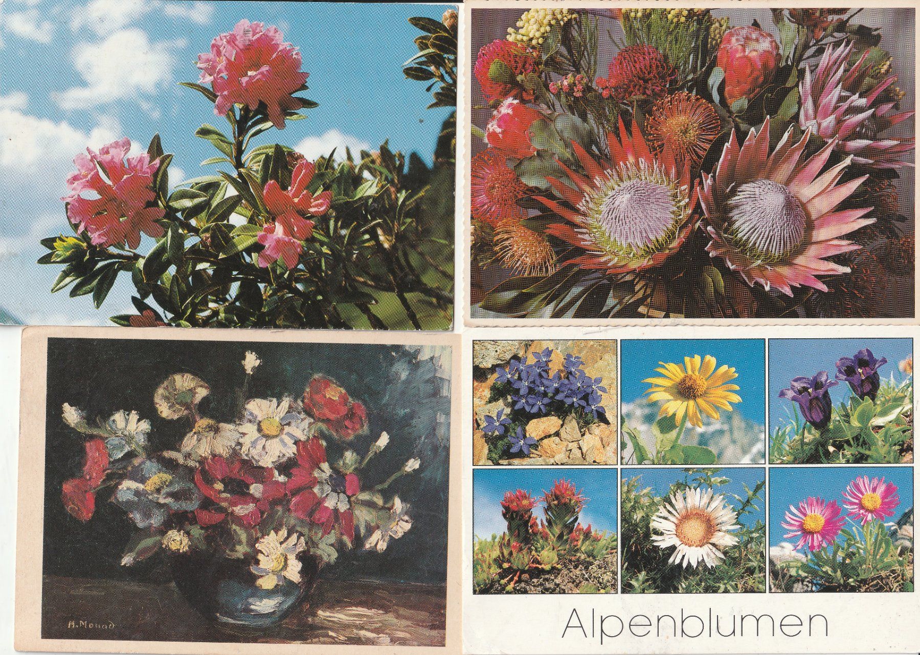 Ansichtskarten: 36 Scöne Blumenkarten – Gebraucht aus Lumbrein von made02 7
