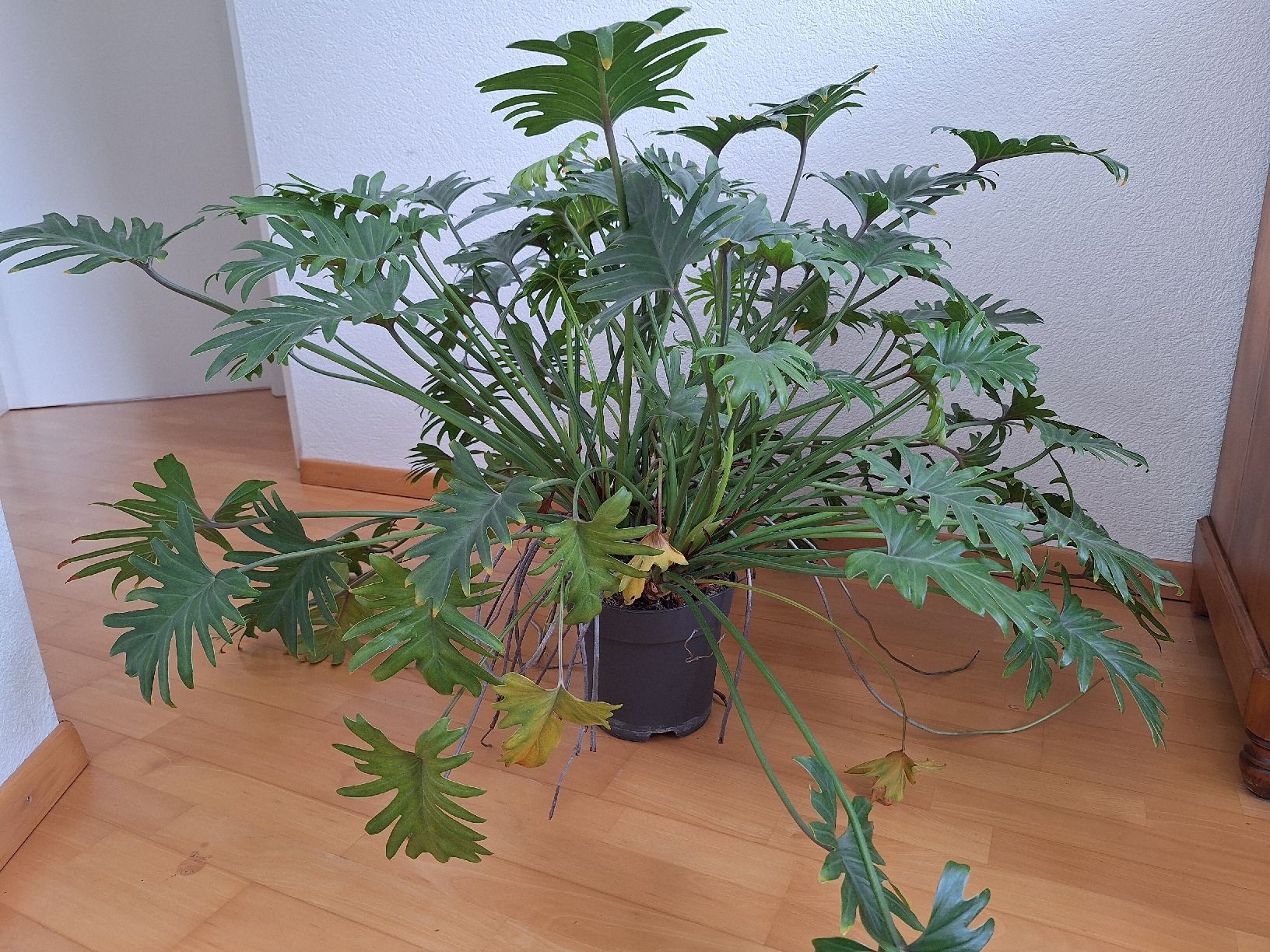 Piante & sementi: grosse Zimmerpflanze Philodendron – Usato da Buchs AG venduto da huberlau